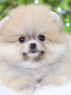 ปอมเมอเรเนียน เพศผู้สีส้ม