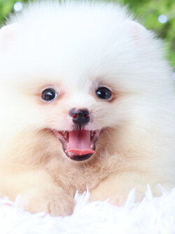 ปอมเมอเรเนียน เพศผู้สีขาวครีม