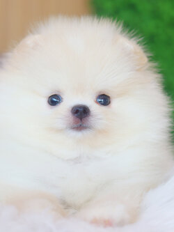 ปอมเมอเรเนียน เพศผู้สีขาวครีม เกรดโชว์ ไซส์เล็ก