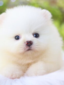 ปอมเมอเรเนียน เพศเมียสีขาว หัวแต้มครีมนิดๆเกรดโชว์