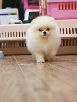 ปอมเมอเรเนียน เพศผู้ขาวครีม