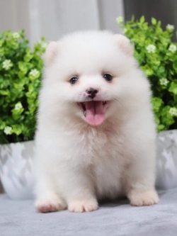 ปอมเมอเรเนียน เพศผู้