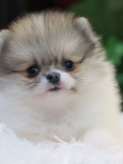 ปอมเมอเรเนียน เพศเมียสีแฟนซีไซส์เล็ก