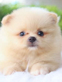 ปอมเมอเรเนียน เพศผู้สีครีม