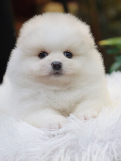 ปอมเมอเรเนียน เพศเมีย สีขาวครีม