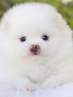 ปอมเมอเรเนียน เพศเมียสีขาวครีม เกรดโชว์