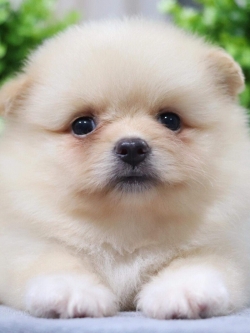 ปอมเมอเรเนียน เพศเมีย