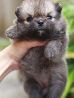 ปอมเมอเรเนียน เพศเมีย