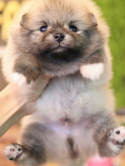 ปอมเมอเรเนียน เพศผู้ สีส้ม