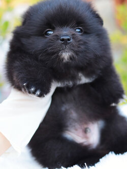 ปอมเมอเรเนียน เพศผู้ สีดำขนแน่นๆ