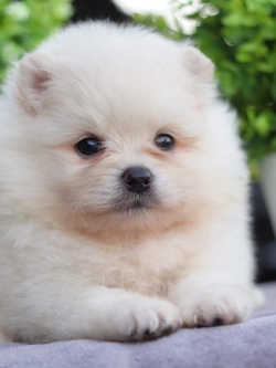 ปอมเมอเรเนียน เพศผู้