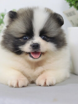 ปอมเมอเรเนียน เพศผู้ สีแฟนซี