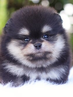 ปอมเมอเรเนียน เพศเมีย สีแบล็คแทน