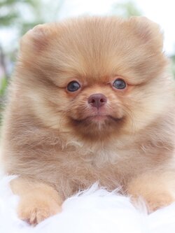 ปอมเมอเรเนียน เพศผู้สีส้ม