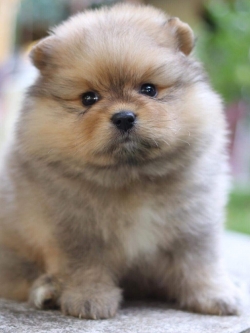 ปอมเมอเรเนียน เพศผู้