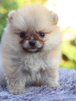 ปอมเมอเรเนียน เพศเมีย