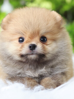 ปอมเมอเรเนียน เพศผู้สีส้ม