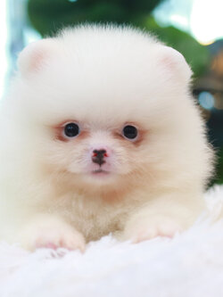 ปอมเมอเรเนียน เพศผู้ สีขาวสำลีหน้าฟ็อก