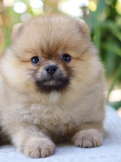 ปอมเมอเรเนียน ผู้