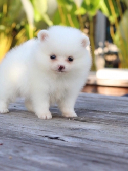 ปอมเมอเรเนียน เพศเมีย