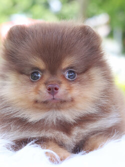 ปอมเมอเรเนียน เพศเมียสีช็อคแทน