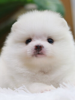 ปอมเมอเรเนียน เพศผู้ ขาว