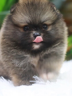 ปอมเมอเรเนียน เพศผู้ สีส้มเซเบิ้ล ไซส์เล็ก