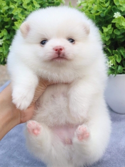 ปอมเมอเรเนียน เพศเมีย