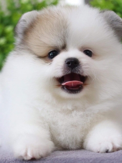 ปอมเมอเรเนียน เพศผู้