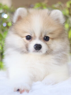 ปอมเมอเรเนียน เพศผู้ สีแฟนซี