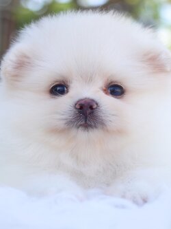 ปอมเมอเรเนียน เพศเมียสีขาวครีม