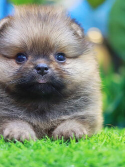 ปอมเมอเรเนียน เพศเมีย สีส้ม ขนแน่นๆ