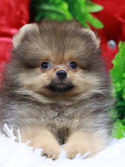 ปอมเมอเรเนียน เพศผู้ สีส้ม