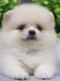 ปอมเมอเรเนียน เพศเมีย