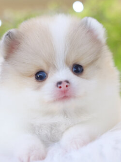 ปอมเมอเรเนียน เพศผู้ สีแฟนซี