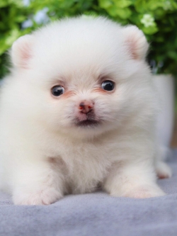 ปอมเมอเรเนียน เพศผู้