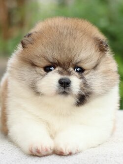 ปอมเมอเรเนียน เพศเมีย แฟนซี