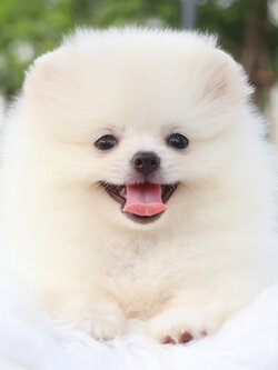 ปอมเมอเรเนียน เพศเมียสีขาวครีม