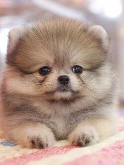 ปอมเมอเรเนียน เพศเมียสีส้ม