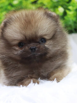 ปอมเมอเรเนียน เพศผู้ ทีคัพ จิ๋วหนัก 3 ขีด