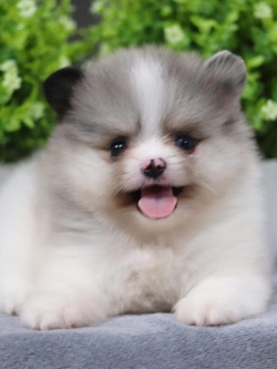 ปอมเมอเรเนียน เพศผู้