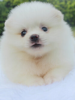 ปอมเมอเรเนียน เพศเมียขาวครีม