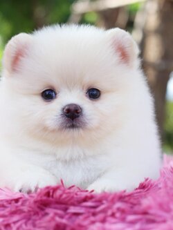 ปอมเมอเรเนียน เพศผู้สีขาวครีม