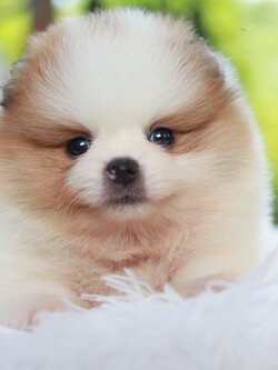 ปอมเมอเรเนียน เพศเมีย สีแฟนซี หน้าตุ๊กตา