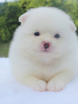 ปอมเมอเรเนียน เพศผู้ขาวครีม