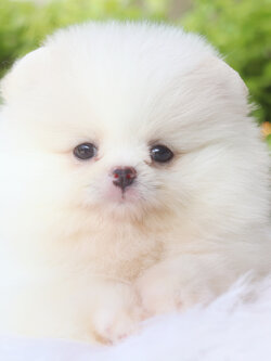 ปอมเมอเรเนียน เพศเมียสีขาวครีม