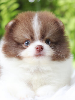 ปอมเมอเรเนียน เพศเมียสีแฟนซี เกรดโชว์