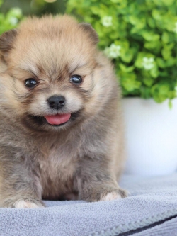 ปอมเมอเรเนียน เพศเมีย