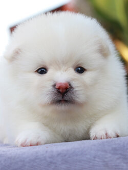 ปอมเมอเรเนียน เพศเมีย