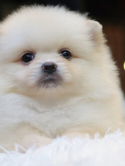 ปอมเมอเรเนียน เพศผู้ สีขาวครีม